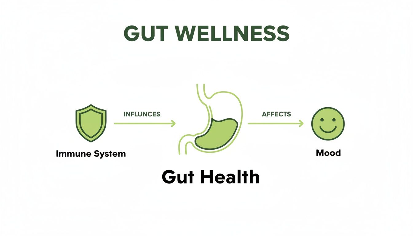 A diagram illustrating gut wellness, showing the immune system influences gut health, which affects mood.